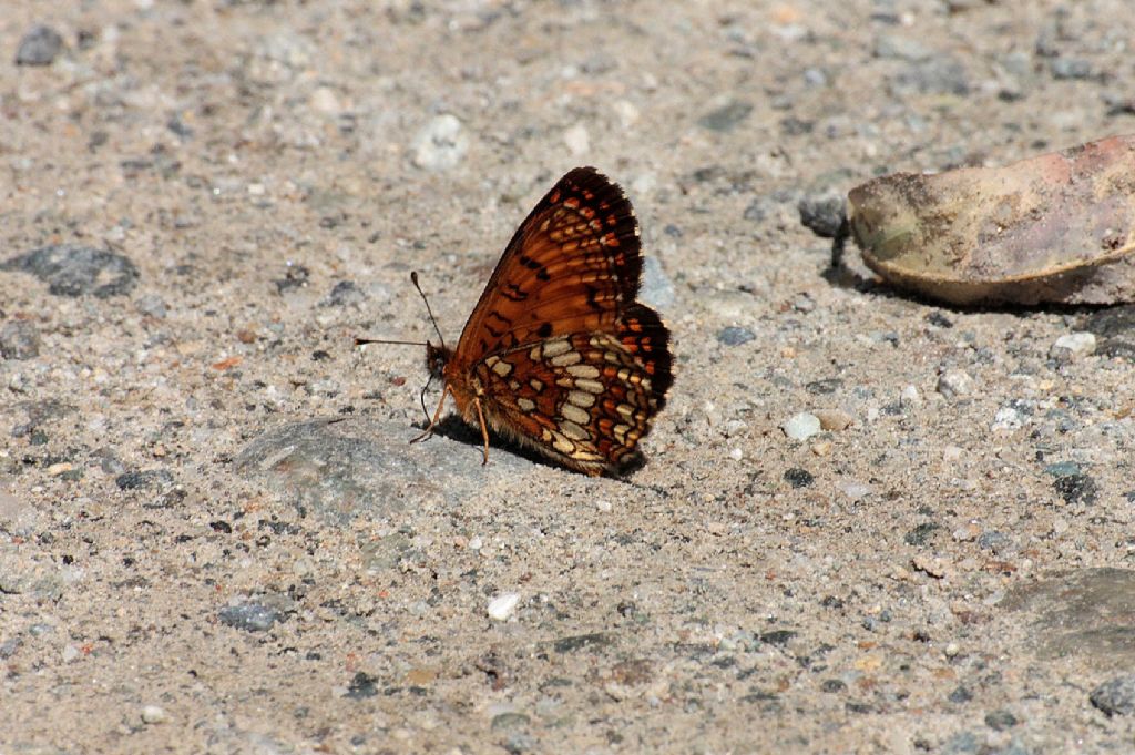 Melitaea athalia?